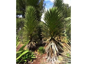 Vivers Càrex - Yucca decipiens